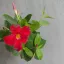 Dipladenia 