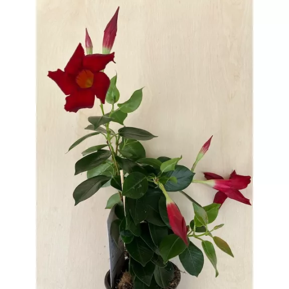 Dipladenia 