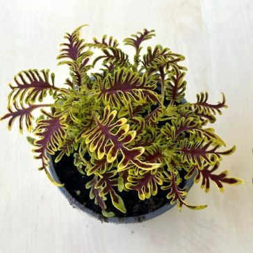Coleus ‘Skeleton’