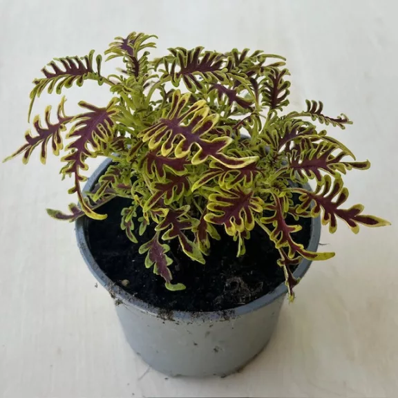 Coleus ‘Skeleton’ Coleus ‘Skeleton’