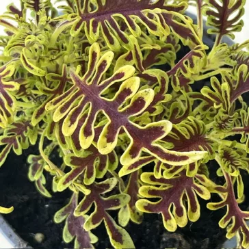 Coleus ‘Skeleton’