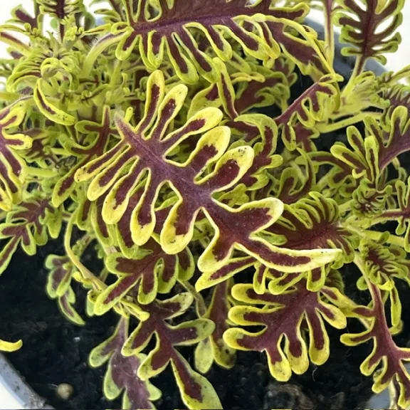 Coleus ‘Skeleton’ Coleus ‘Skeleton’