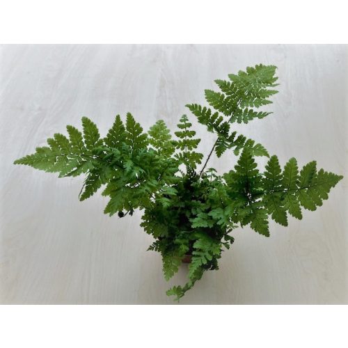 Dryopteris