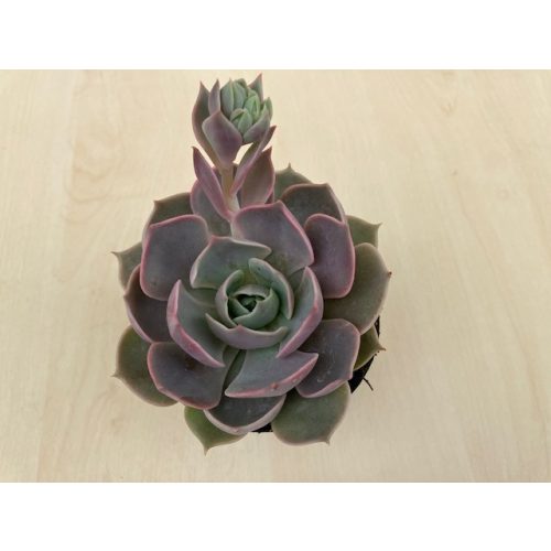 Echeveria