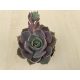 Echeveria