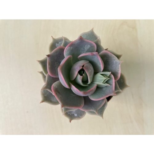 Echeveria