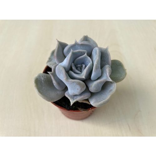 Echeveria