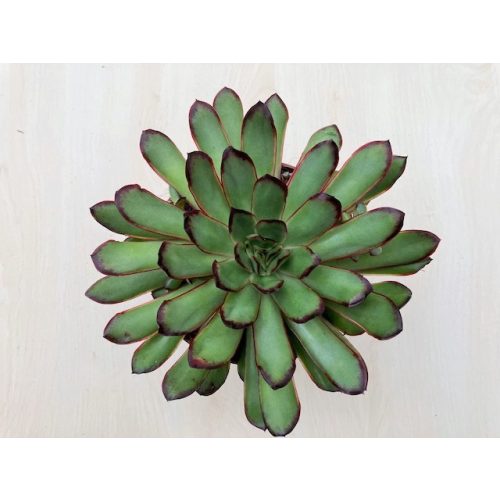 Echeveria agavoides x pulidonis