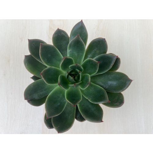 Echeveria 16.