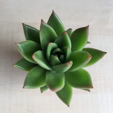 Echeveria agavoides