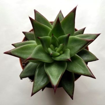 Echeveria agavoides 'Ebony'