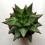 Echeveria agavoides 'Ebony'