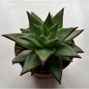 Echeveria agavoides 'Ebony'