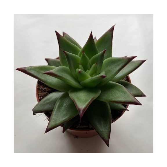 Echeveria agavoides 'Ebony'