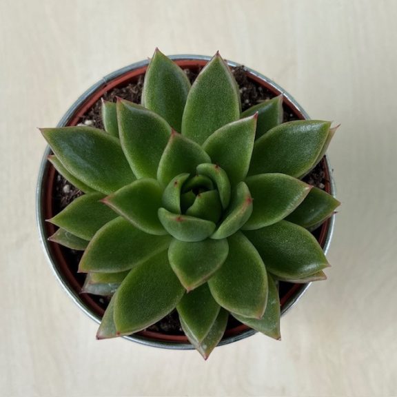 Echeveria agavoides hybrid