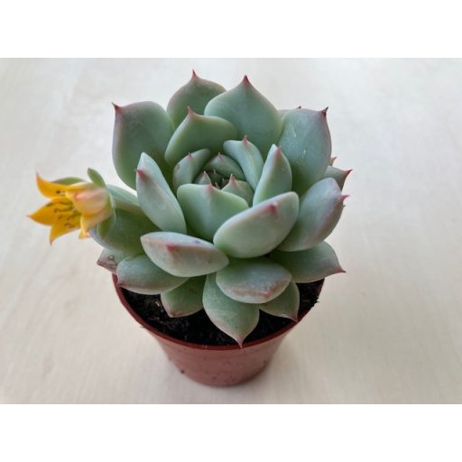 Echeveria 'Ben Badis'