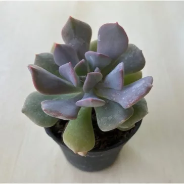 Echeveria 'Cubic Frost'
