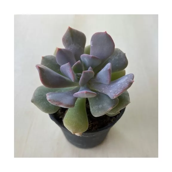 Echeveria 'Cubic Frost' Echeveria 'Cubic Frost'