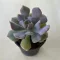Echeveria 'Cubic Frost'