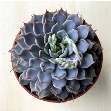 Echeveria 'Sarahime Botan