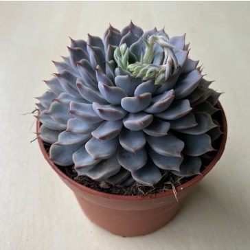 Echeveria 'Sarahime Botan