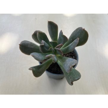 Echeveria 'Dark Vader'