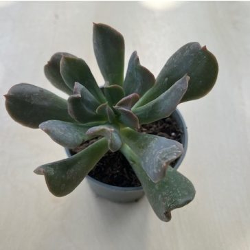 Echeveria 'Dark Vader'