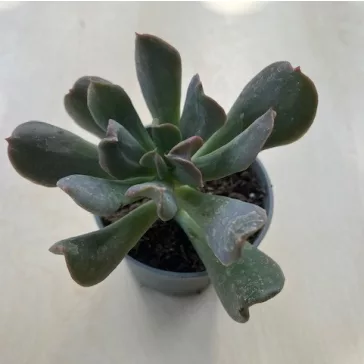 Echeveria 'Dark Vader'