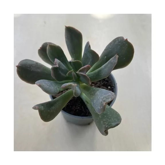 Echeveria 'Dark Vader' Echeveria 'Dark Vader'