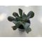 Echeveria 'Dark Vader'