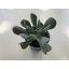 Echeveria 'Dark Vader'
