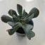 Echeveria 'Dark Vader'