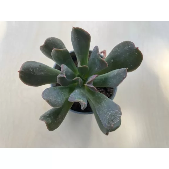 Echeveria 'Dark Vader' Echeveria 'Dark Vader'