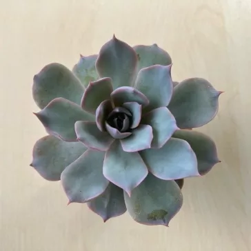 Echeveria desmetiana