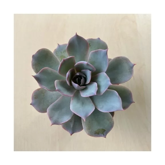Echeveria desmetiana Echeveria desmetiana