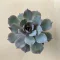 Echeveria desmetiana