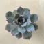 Echeveria desmetiana