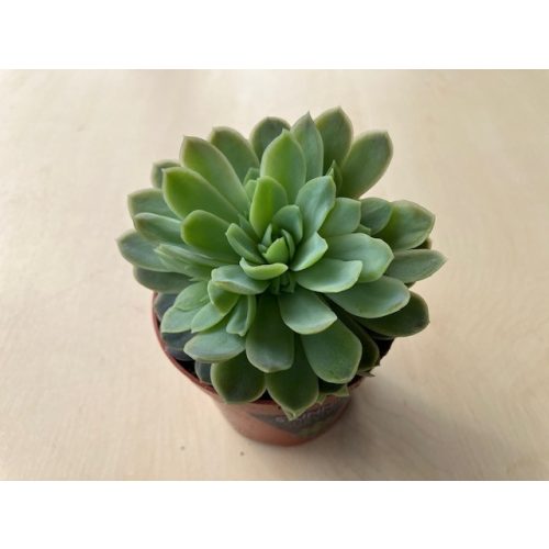Echeveria elegans
