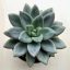 Echeveria 'Hepburn Rose'