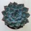 Echeveria 