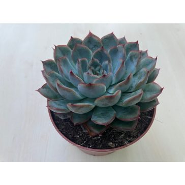 Echeveria 