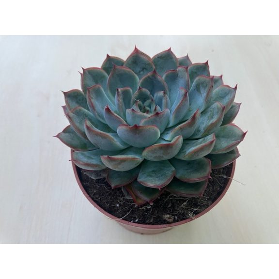 Echeveria 