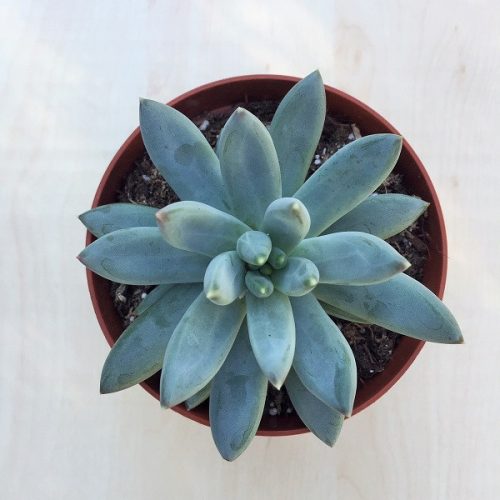 Echeveria hookeri 8 cm