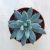 Echeveria hookeri 8 cm