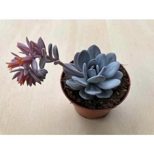 Echeveria laui