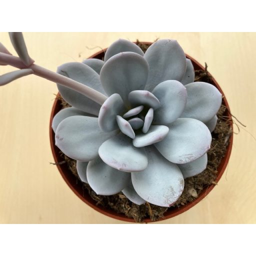 Echeveria laui