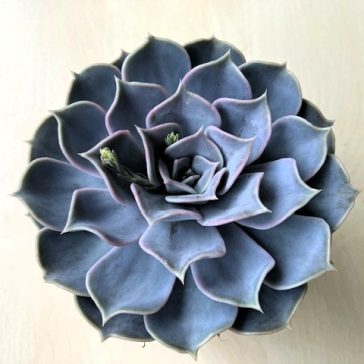 Echeveria lilacina - 11 cm