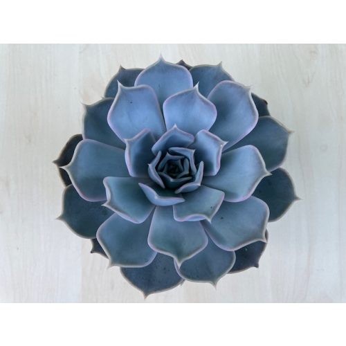 Echeveria lilacina - 12 cm