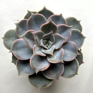 Echeveria lilacina - 8 cm