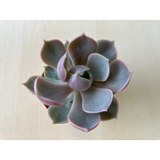 Echeveria Lotus